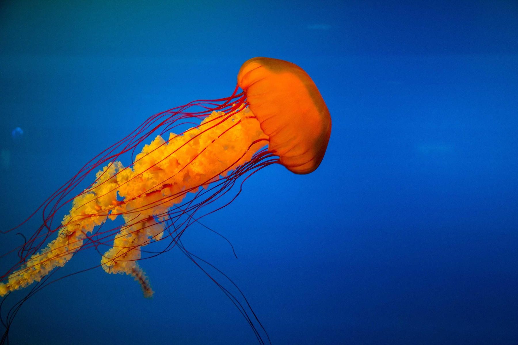 Eine orange Qualle in tiefblauem Wasser